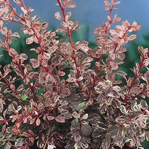 Barberry 'Rose Glow'