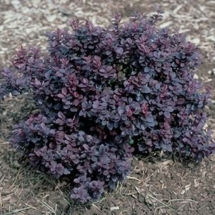 Barberry 'Concorde'