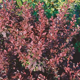 Barberry 'Bailone Ruby Carousel'