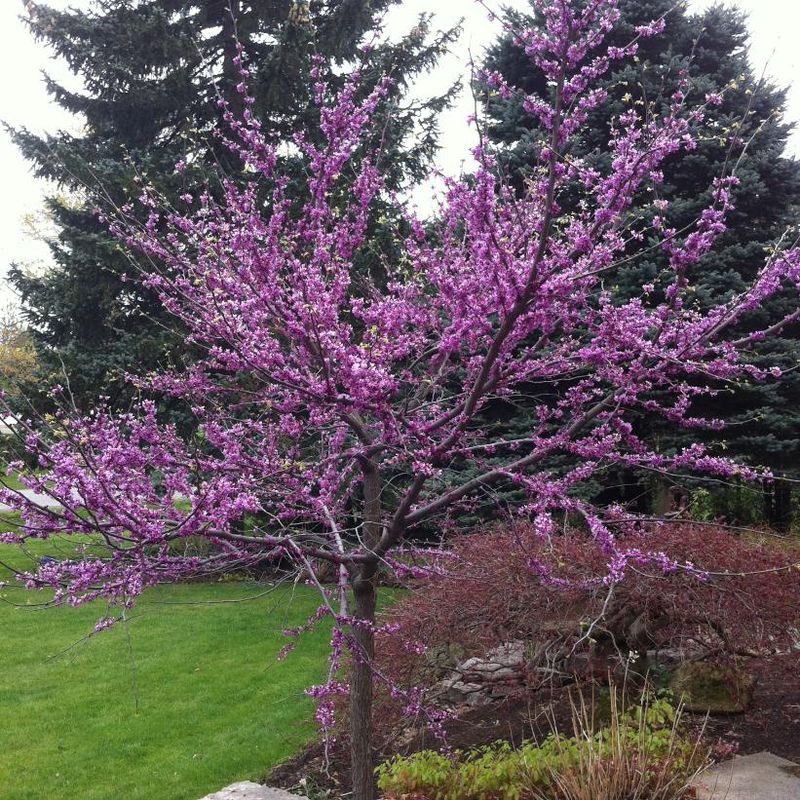 Eastern Redbud