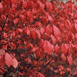 Burning Bush Dwarf