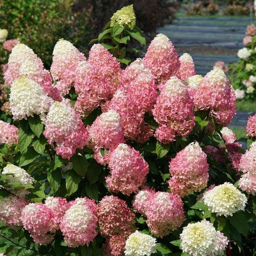 Hydrangea 'Quick Fire Fab'