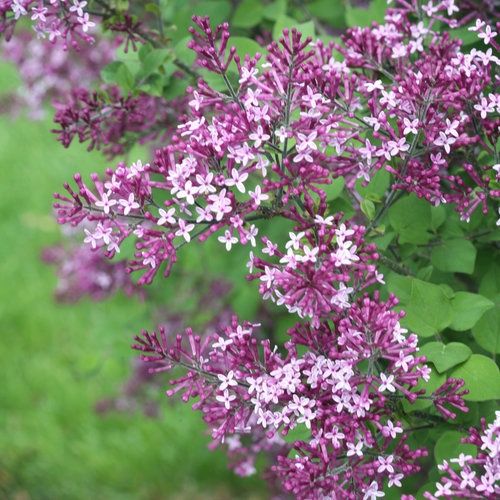 Bloomerang® Dark Purple Reblooming Lilac