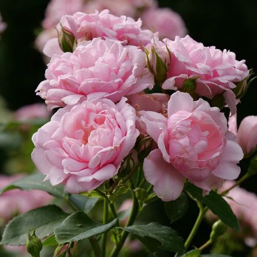 Reminiscent® Pink Rose