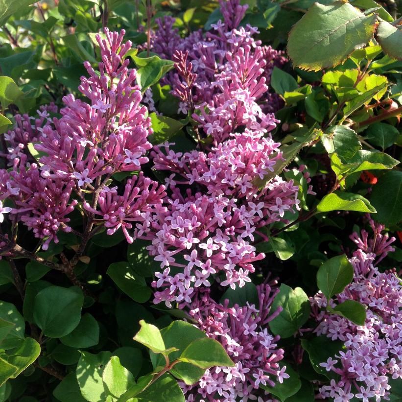 Lilac 'Palibin'