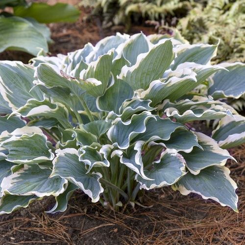 Hosta Hybrid Shadowland® 'Hope Springs Eternal