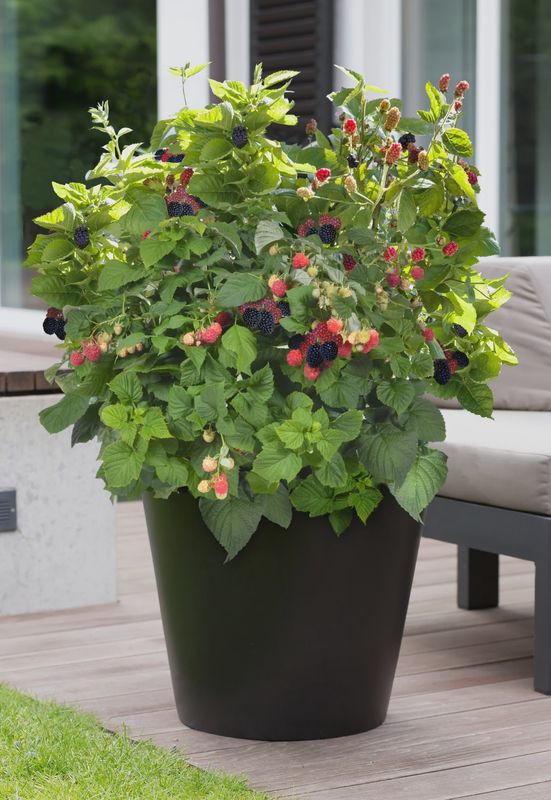 Dwarf Thornless Blackberry  'Baby Cakes Blackberry'