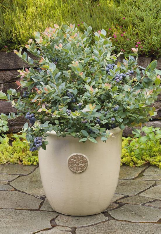 Highbush blueberry   'Pink Icing®'