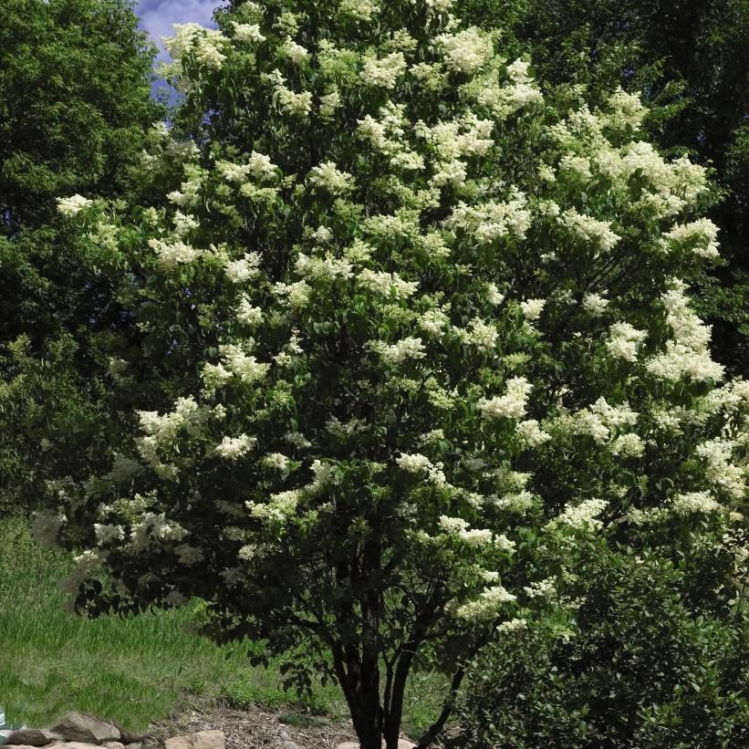 Japanese Lilac Tree 'Ivory Silk'