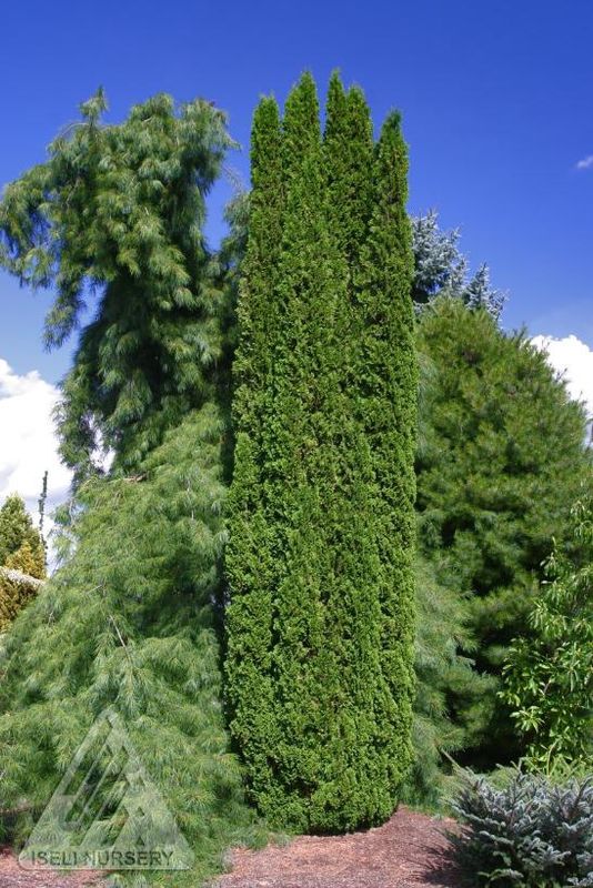 DeGroot’s Spire Cedar