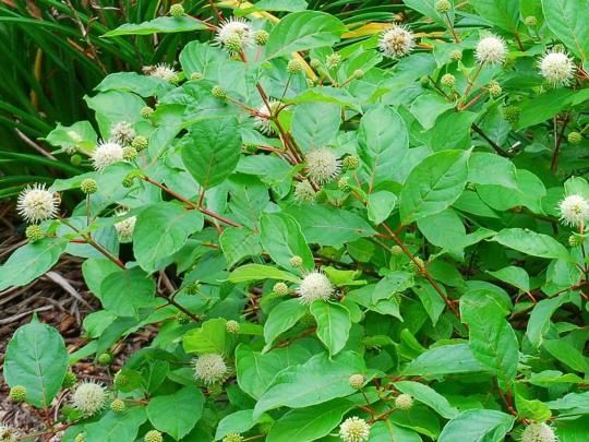 Buttonbush