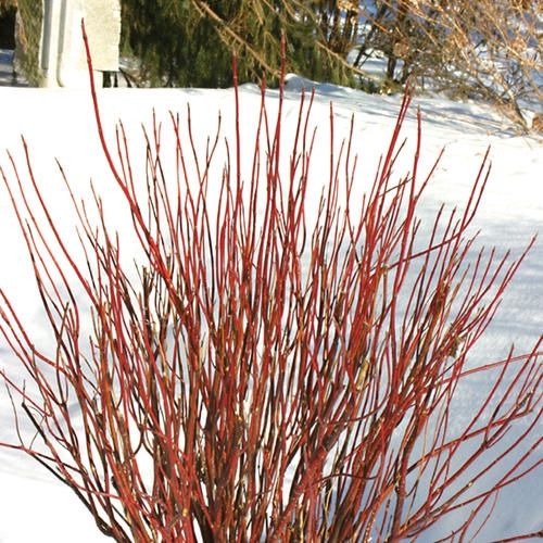 Dogwood-Arctic Fire® Red