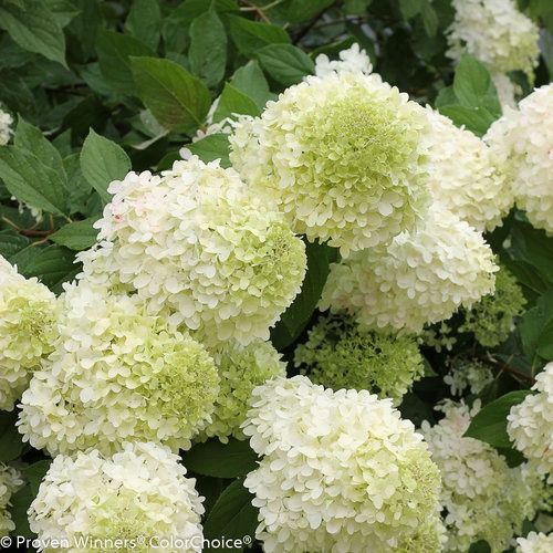 Hydrangea 'Limelight'