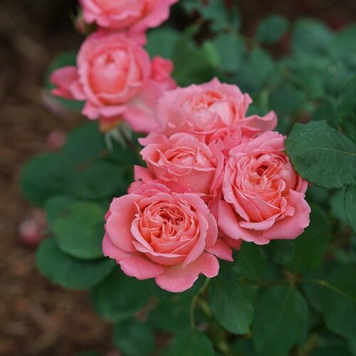 Reminiscent® Coral Rose