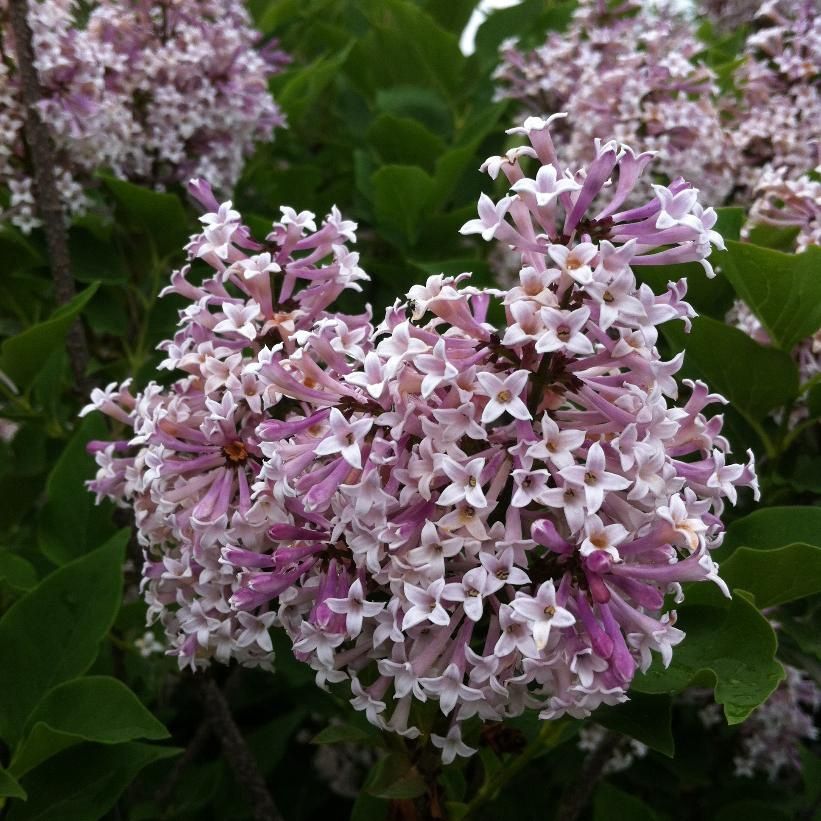 Lilac 'Miss Kim'
