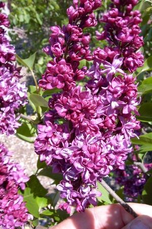 Lilac 'Charles Joly'