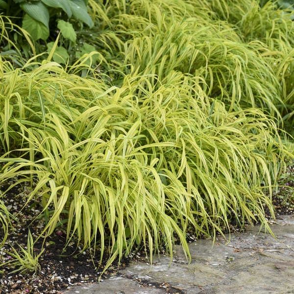 Japanese Hakone Grass  'Aureola'