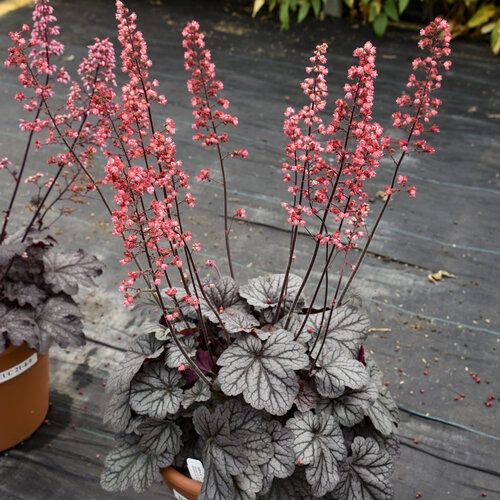 Coral Bell Dolce® 'Glazed and Infused'