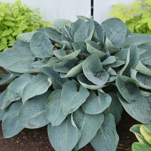 Hosta Shadowland® 'Above the Clouds'