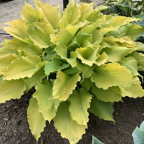 Hosta- Shadowland® 'Echo the Sun'