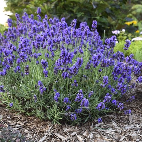 Lavender Sweet Romance®