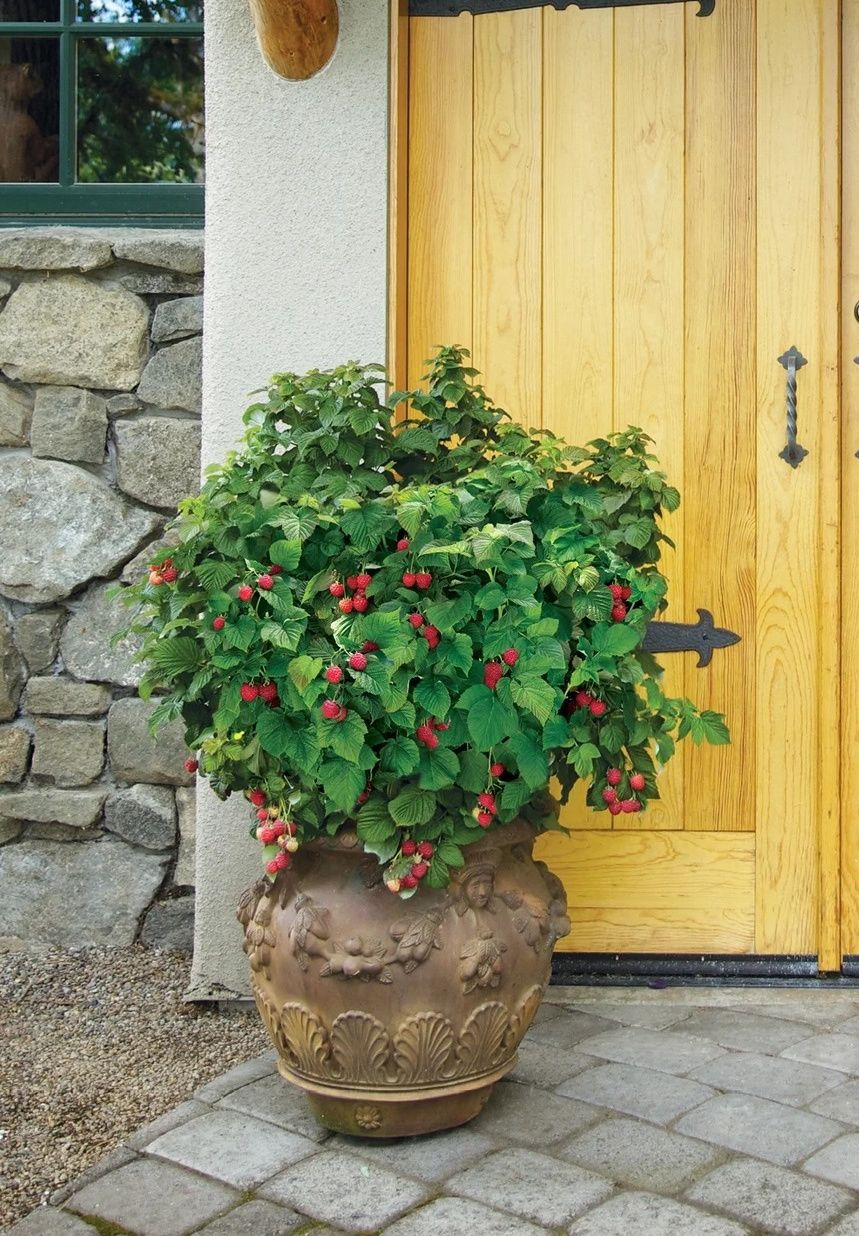 Dwarf Thornless Blackberry  Raspberry Shortcake