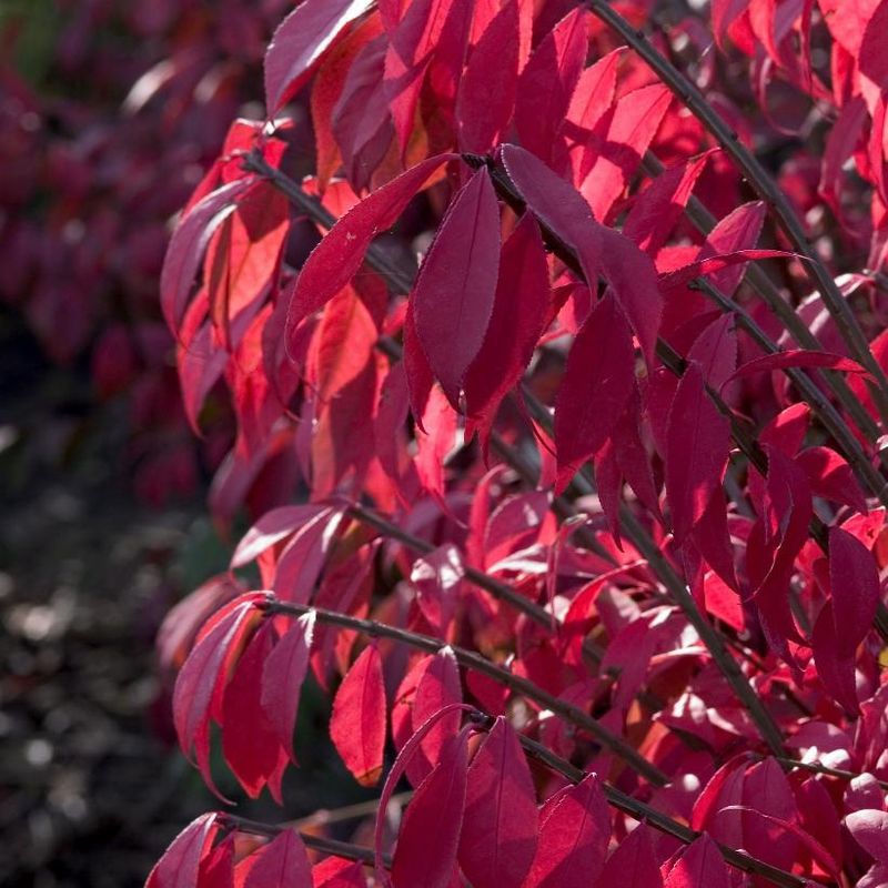Dwarf Winged Burning Bush 'Compactus'