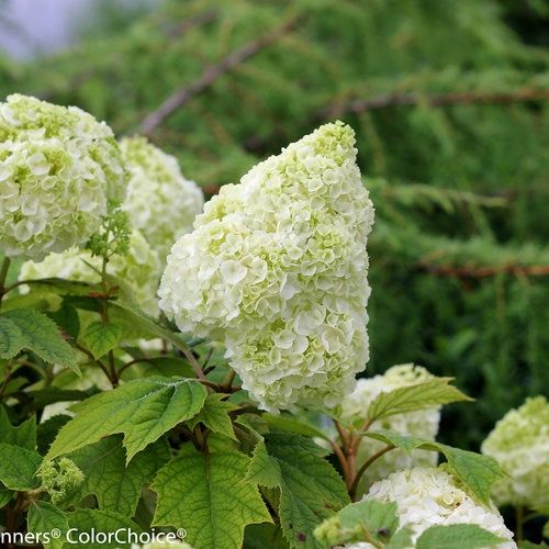 Hydrangea 'Gatsby Moon' (Oakleaf) - PW