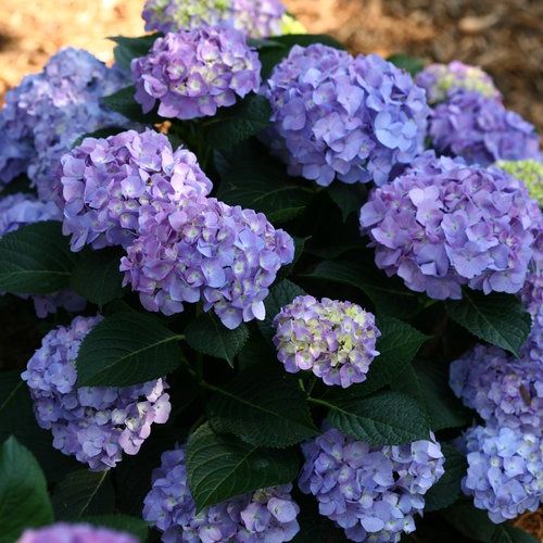 Hydrangea 'Let's Dance Blue Jangles' - PW