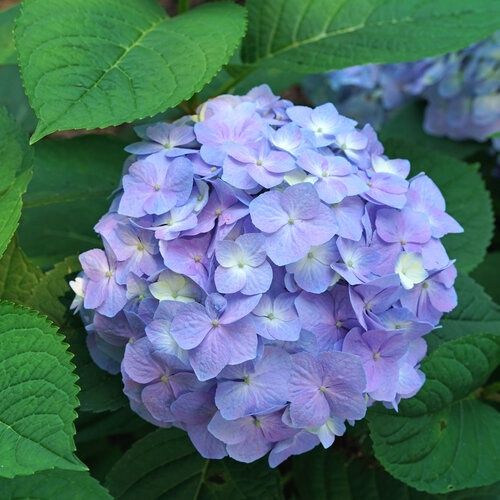 Hydrangea 'Let's Dance Sky View' - PW