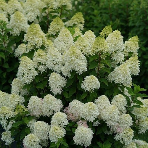 Hydrangea 'Quick Fire Fab' - PW
