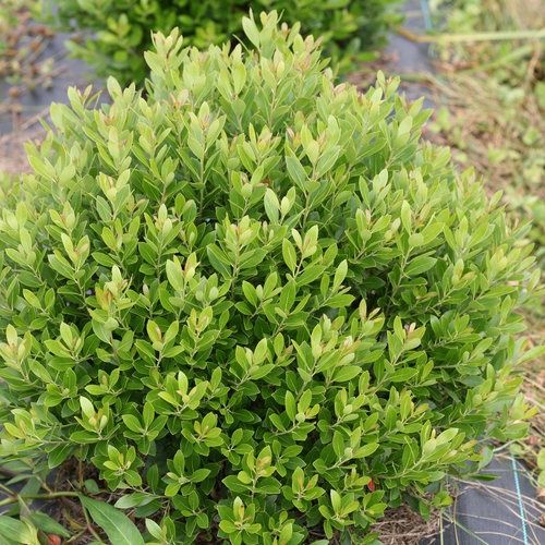 Inkberry Holly 'Strongbox'  - PW