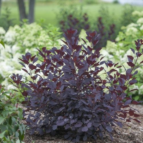 Smokebush 'Winecraft Black'  - PW