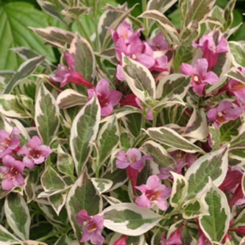 Weigela 'My Monet' - PW