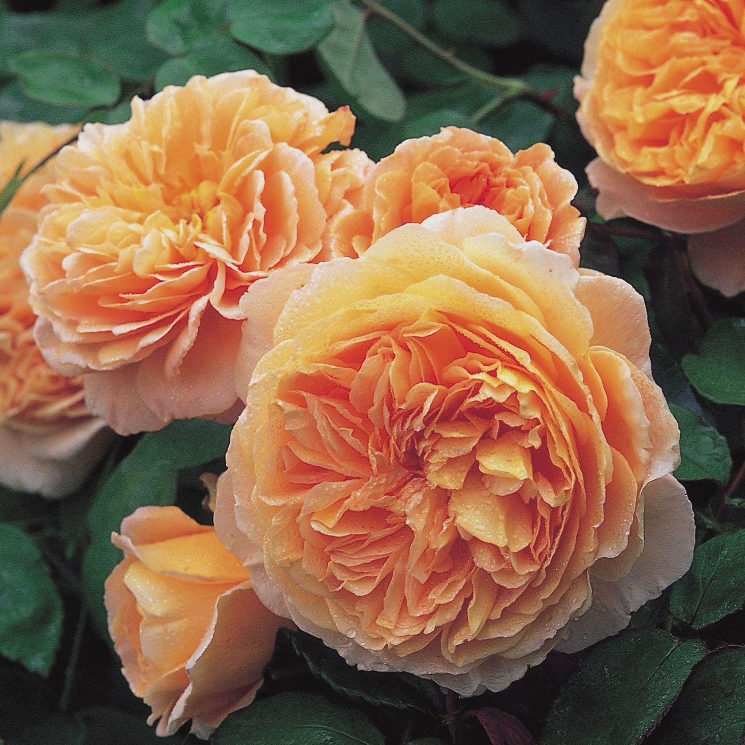 Rose Crown Princess Margareta® David Austin — Apricot Orange Climber