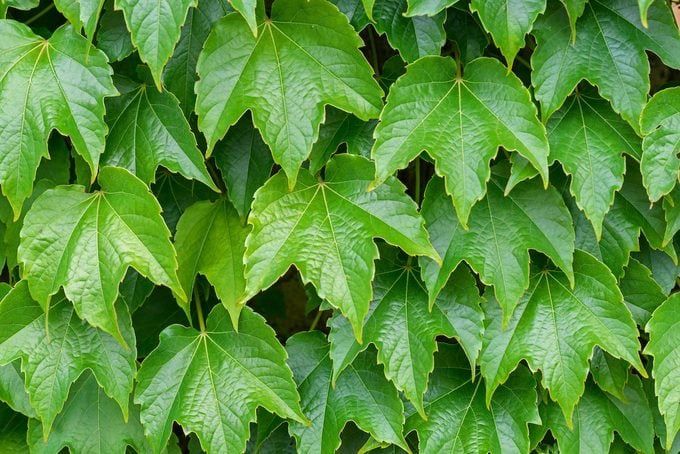 Boston Ivy -