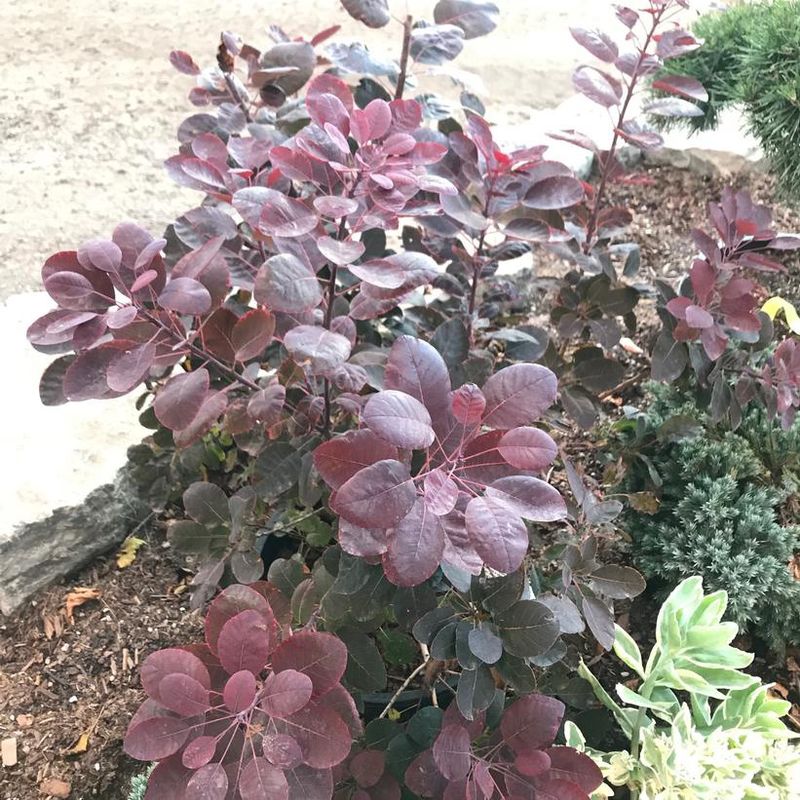 Dwarf Smokebush 'Velveteeny'