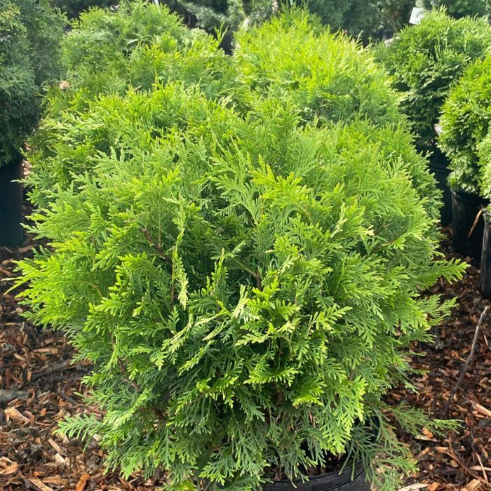 Globe Cedar 'Little Champ'