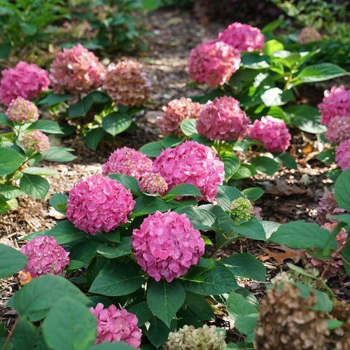 Hydrangea 'Let's Dance Arriba' - PW