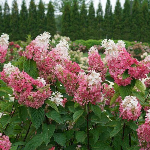 Hydrangea 'Pinky Winky Prime' - PW