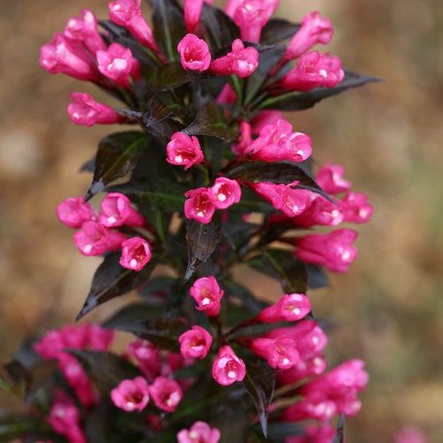 Weigela 'Spilled Wine' - PW