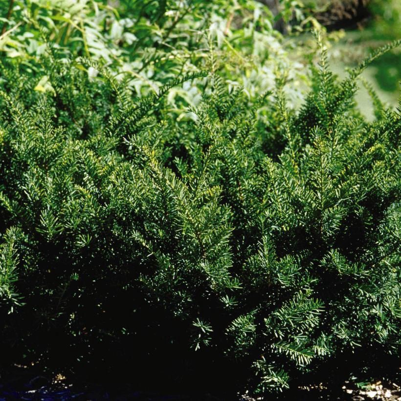 Dense Yew