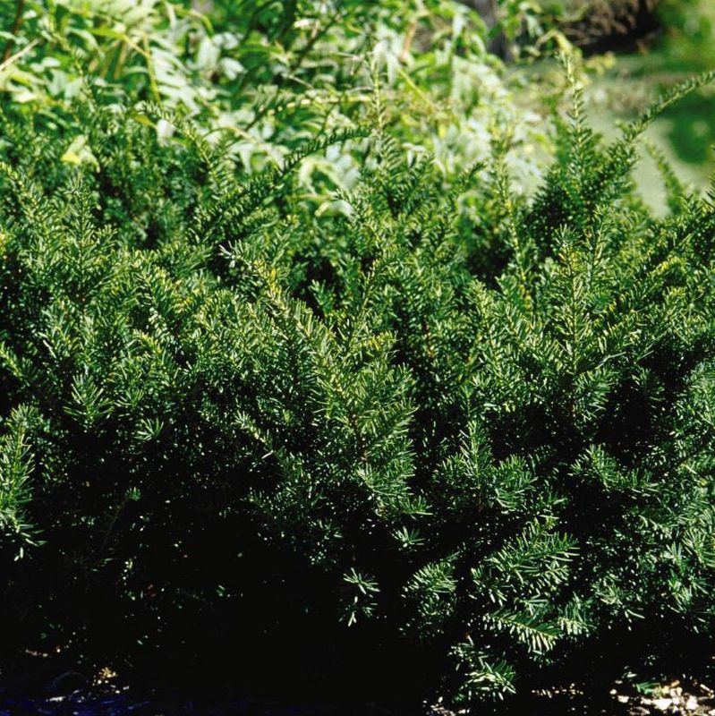 Dense Yew