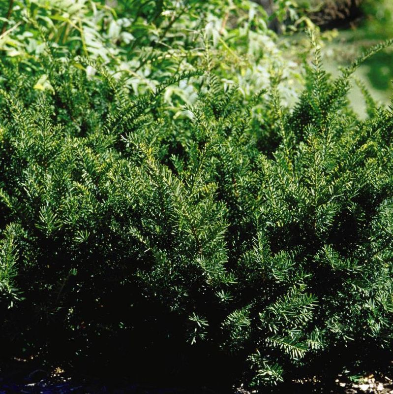 Dense Yew