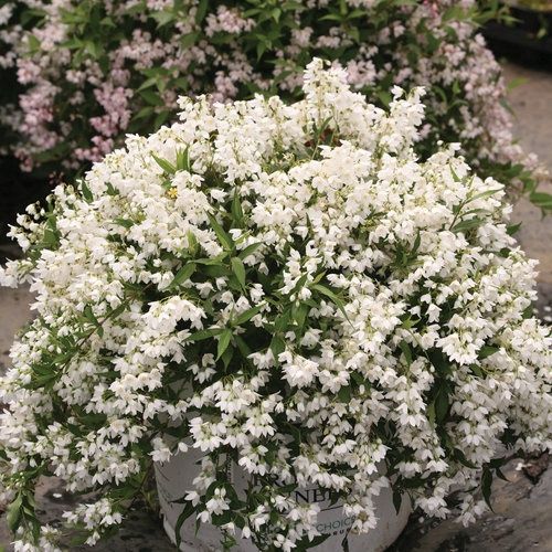 Deutzia 'Yuki Snowflake'