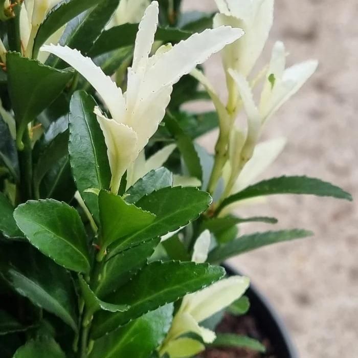 Euonymus 'Paloma Blanca'