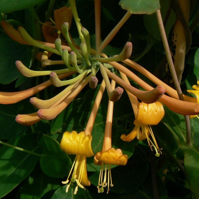 Mandarin Honeysuckle