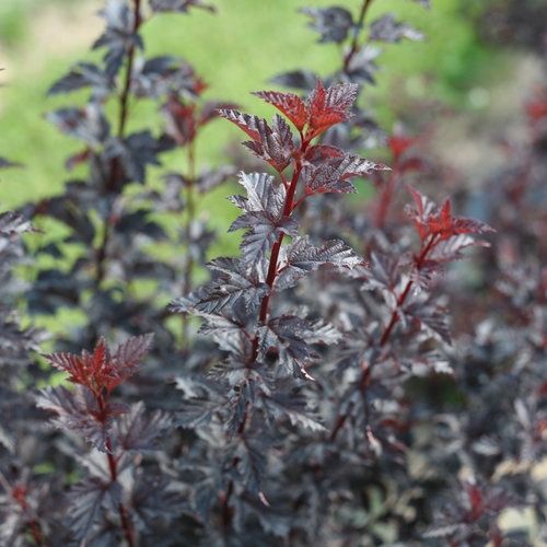 Ninebark 'Summer Wine Black' - PW
