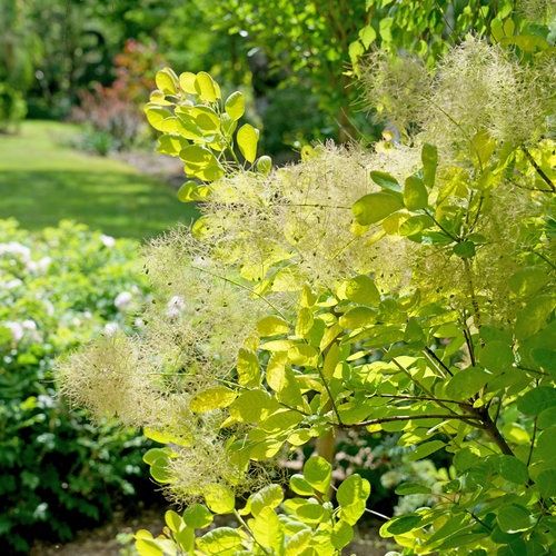 Smokebush 'Winecraft Gold' - PW