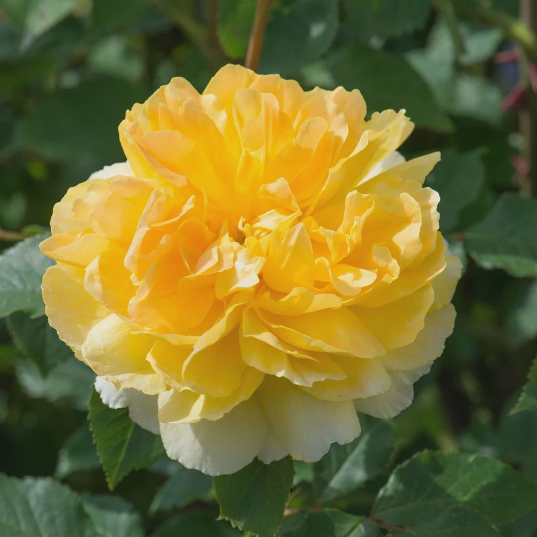 Rose Molineux® David Austin — Yellow